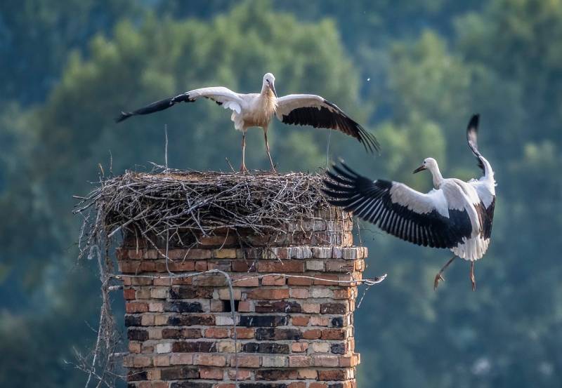 Professional Chimney Animal Removal Services in La Grange, Illinois