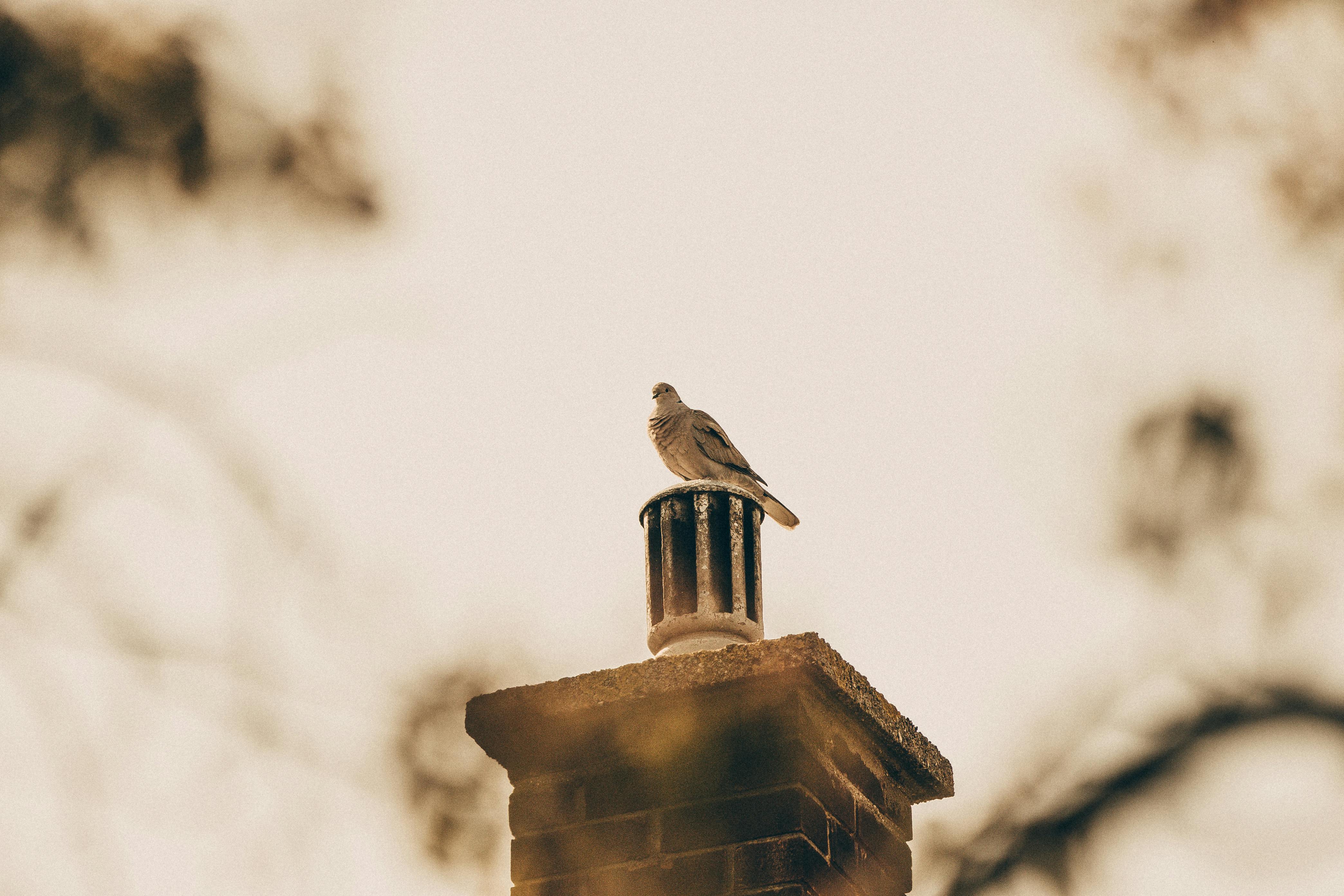 Professional Chimney Cap and Damper In La Grange Illinois